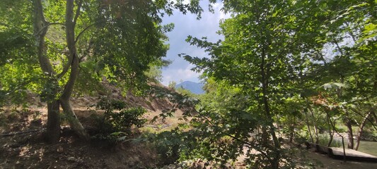 forest in the mountains and clouds