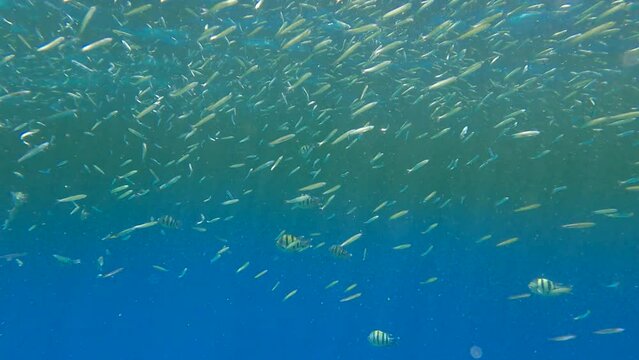 Tropical fishes of various species feeds in the surface water rich in plankton. Visually distinguishable plankton-rich water layer (rarely seen phenomenon). 4K-60fps