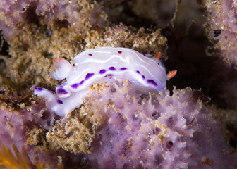Cape dorid (Hypselodoris capensis) nudibranch underwater, a white bodied sea slug with purple spotted margin and white lines and red spots