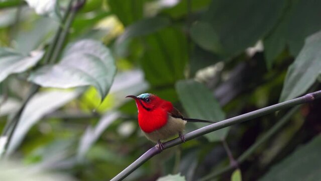 A crimson sunbird sitting on a branch in a garden.