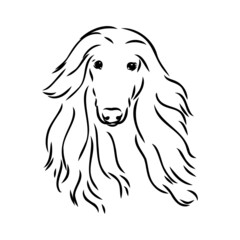 Afghan Hound. Black and white graphic drawing of a dog.