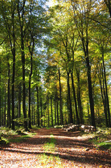 Buchenwald im Nationalpark Hunsrück-Hochwald