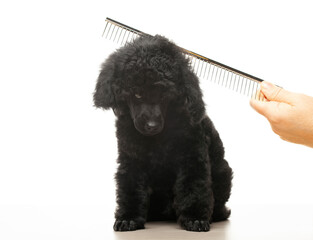 image of dog hairbrush hand white background 