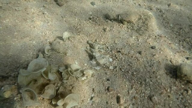 Pair of Seamoth move slowly one after another on the sandy bottom in sun rays (mating season). Pegasus, Little Dragonfish or Common Seamoth (Eurypegasus draconis)