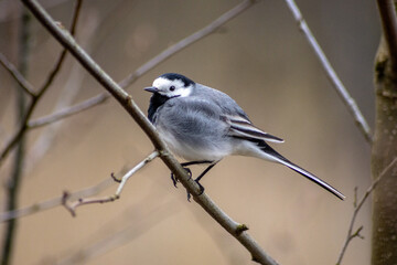 Fototapeta premium Gray wagtail