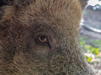 Wild boar closeup facial portrait