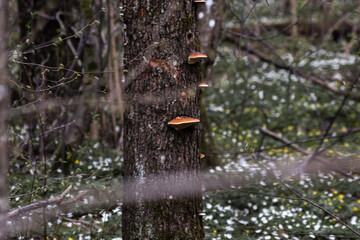 Huba na drzewie wzdłuż Ścieżki edukacyjnej Żebra Żubra, Białowieża, Polska