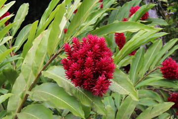 Fleurs martinique