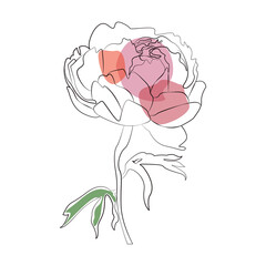 Peony line icon watercolor flower. hand drawn botany vector illustration design