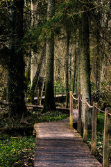 Ścieżka edukacyjna, Żebra Żubra, Białowieża, Polska © Joanna
