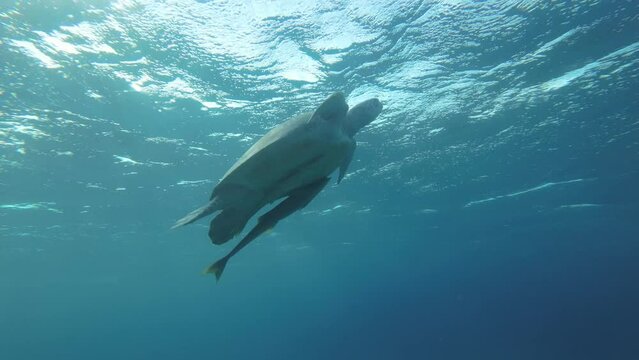 Slow motion, Sea turtle with remorafish slowly fly to the up in the blue water in sunrays. Green Sea Turtle (Chelonia mydas) swim upward. Red Sea, Egypt