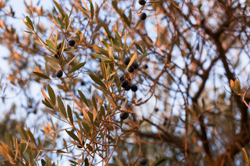 black olives on vnth trees in an olive grove