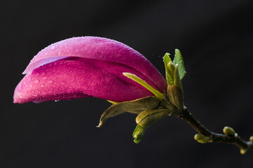Purpur-Magnolie mit Tautropfen © C. Schüßler