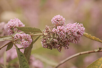fleur © Happylandscape