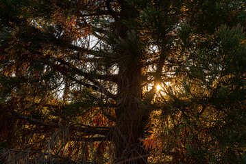 Sequoiadendron giganteum (giant sequoia; giant redwood, Sierra redwood, Sierran redwood, Wellingtonia tree in nature