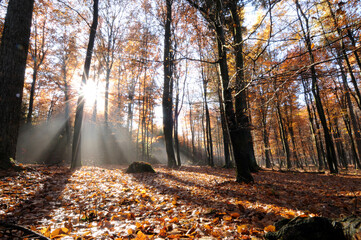 Buchenwald im Spätherbst