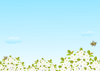 Obraz na płótnie Canvas 青空の下白い花が咲くサクランボの木とハナバチ