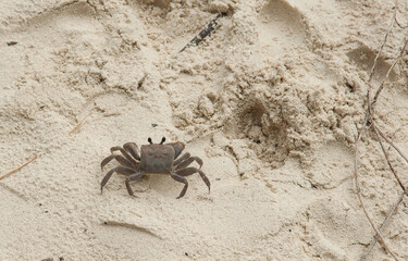A crab on the beach is running on the white sand. Exotic animals in the resorts of tropical islands. The concept of a beach holiday in the tropics.