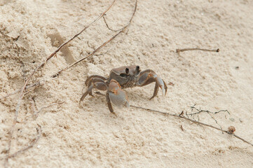 A crab on the beach is running on the white sand. Exotic animals in the resorts of tropical islands. The concept of a beach holiday in the tropics.