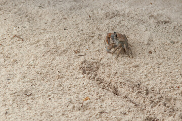 A crab on the beach is running on the white sand. Exotic animals in the resorts of tropical islands. The concept of a beach holiday in the tropics.
