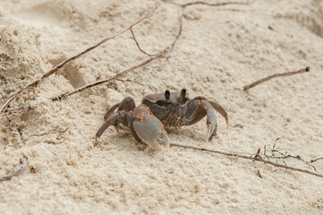 A crab on the beach is running on the white sand. Exotic animals in the resorts of tropical islands. The concept of a beach holiday in the tropics.