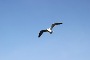 Fototapeta na wymiar flying seagull floating on the air
