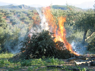 Burning olive branches in Jáen