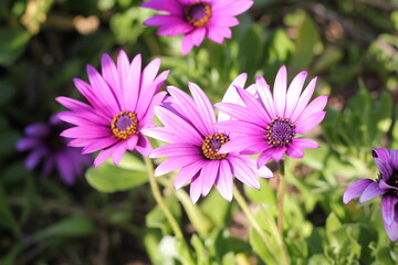 Obraz premium three pink flowers on the grass