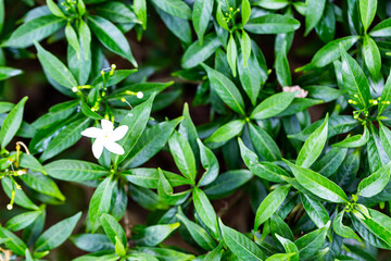 variegated crepe jasmine or Tabernaemontana divaricata 'Silver Ice' or Variegated Great Rosebay (Tabernaemontana corymbosa).