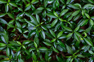 variegated crepe jasmine or Tabernaemontana divaricata 'Silver Ice' or Variegated Great Rosebay (Tabernaemontana corymbosa).
