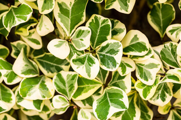 Small green leaf heart shape ornamental plants (Mistletoe Fig,Mistletoe Rubber Plant Ficus deltoidea)