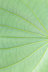 Naklejka na ściany i meble close up Beautiful green leaf in the garden. Soft light