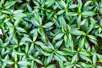 variegated crepe jasmine or Tabernaemontana divaricata 'Silver Ice' or Variegated Great Rosebay (Tabernaemontana corymbosa).