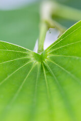 close up Beautiful green leaf in the garden. Soft light
