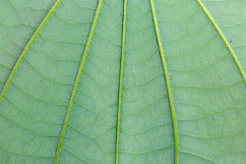 close up Beautiful green leaf in the garden. Soft light