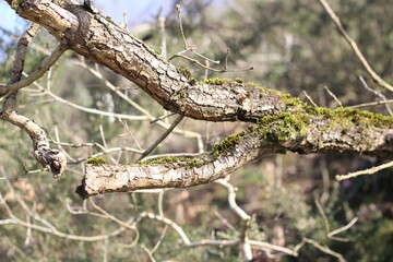 broken mossy tree branch cracked