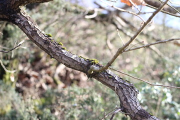 broken mossy tree branch cracked