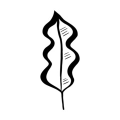 Hand drawn forest leaf, branch. Vector illustration for  card, home decor. 
Isolated on white backdrop. 