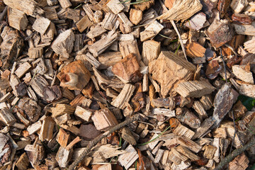 Copeaux de bois dans la forêt