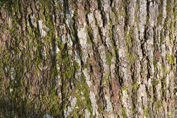 Écorce d'arbre dans la forêt 