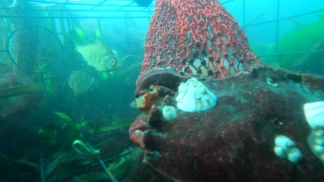 Close up shot time laose of Dungeness crabs feedina on bait in a crab pot in a kelo fores