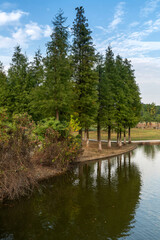 Lush greener around the pond in the park