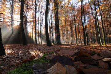 Buchenwald im Spätherbst