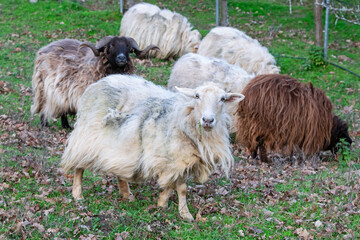 Sheep of different coats