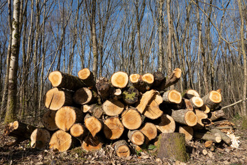 Pile of chopped logs