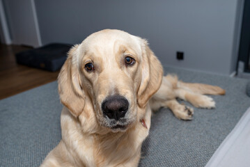 A young male golden retriever is lying on a couch in a home living room on yellow pillows and a blanket.