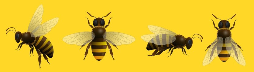 Realistic honey bee insect set. Wild buzz bug or stripped wasp isolated on yellow background