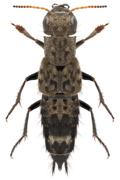 Ontholestes murinus beetle specim