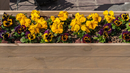 Wooden seedling box with flowers blooming in early spring near a sunny day