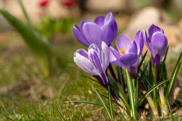Fototapeta na wymiar Kwiaty wiosenne